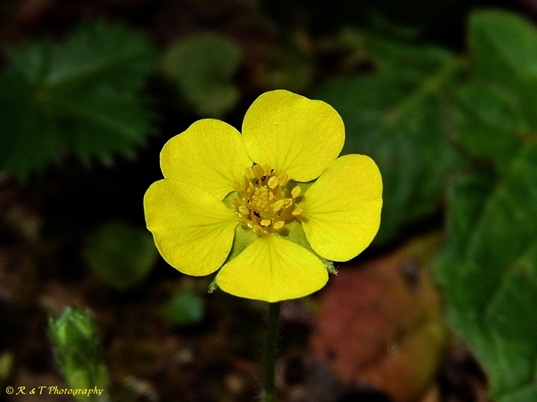 {Potentilla canadensis}